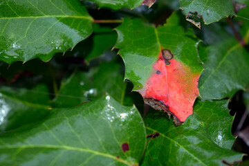Mahonia bush with thorny leaves after rain.