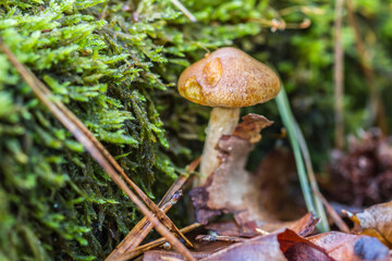 mushroom in the forest