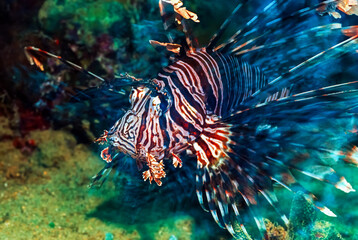 Fototapeta na wymiar Red Lionfish (pterois volitans) Venemous Beauty