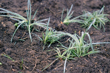 Low-growing perennial carnations are planted in the ground.