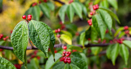 red berries on the bush with green lycees