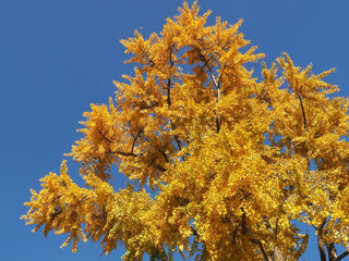 Colours of autumn fall - big beautiful Ginkgo tree with yellow leafs