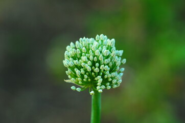 Close up of an Alium Gigantium Flower Head alium flower with dandelion flower structure. macro. soft focus.