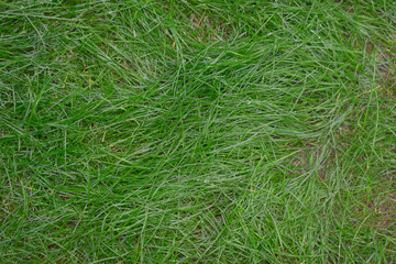 Green succulent grass with drops, natural fresh background.