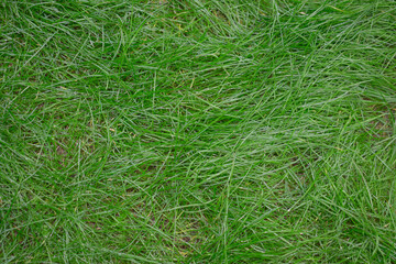 Green succulent grass with drops, natural fresh background.