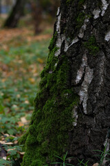 Beautiful green moss grows on a tree trunk. Dark green moss in the tree