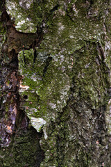 Tree bark texture close up. Wood texture