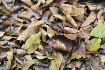 Dry leaves background texture 