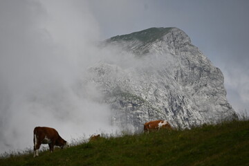 Aufstieg auf das Sonnjoch bei Achenkirch Tirol
