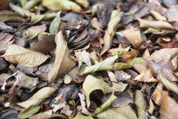 Dry leaves background texture 