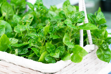 Fresh Green vegetable Brazilian spinach also known as Sissoo spinach or Samba lettuce in basket which plant growing in garden for cooking healthy food concept.