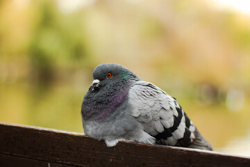close up of a pigeon