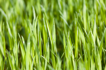 green wheat or other cereals on agricultural land