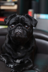 Black Pug life