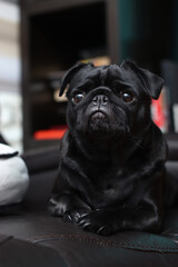 Black Pug life