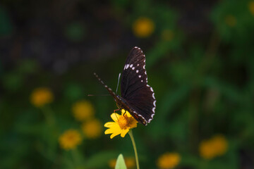 Black burtterfly rests in a yellow flowe