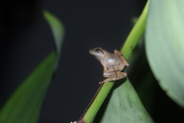 frog on a branch
