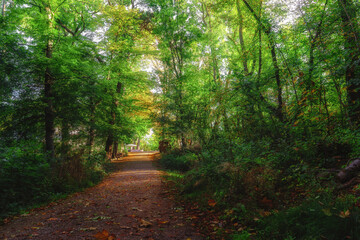 Sunny forest path with red leaves in golden autumn