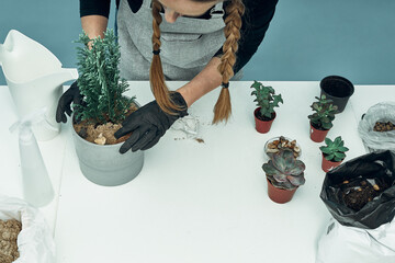 The girl plants indoor plants and flowers in soil and pots. Plant care and maintenance. Hobby.