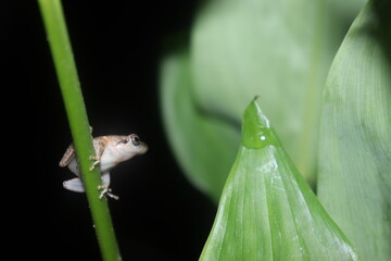 frog on a branch