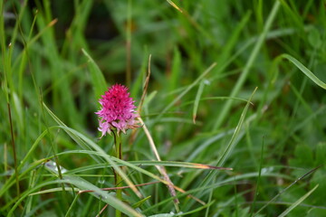 Aufstieg auf das Sonnjoch bei Achenkirch Tirol