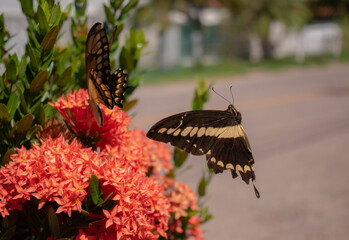 two brown butterflies with yellow lines in their wings flying over a bush with pink flowers in a sunny day