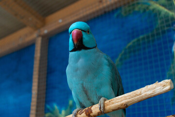 blue and yellow macaw © Dominik