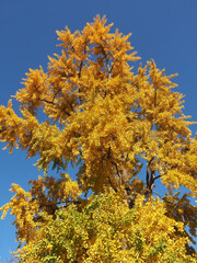 Colours of autumn fall - big beautiful Ginkgo tree with yellow leafs