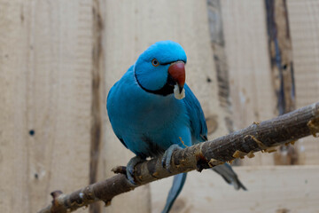 blue and yellow macaw © Dominik