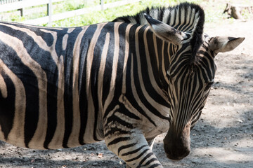 Fototapeta na wymiar Portrait of a Zebra in the zoo. Close-up, Zebra head