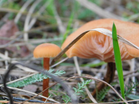 Orange Cap Boletus