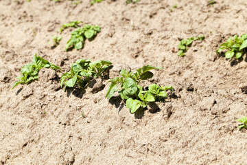 fresh potatoes in the agricultural field