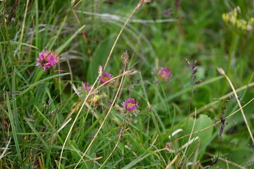 Aufstieg auf das Sonnjoch bei Achenkirch Tirol
