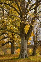 November Spaziergang im Herbst, bunte Blätter, fallendes Laub, Natur von ihrer schönsten Seite