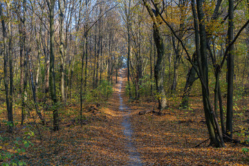 Autumn forest on a sunny day. Forest path covered with yellow, gold, dry leaves.