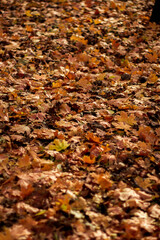autumn leaves outside, golden colors