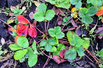 A small strawberry bush with bright yellow and red leaves. Autumn foliage of strawberries.