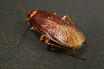 large cockroach close-up on a dark background. Concept of parasite and insect control