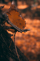 Fototapeta premium autumn leaves outside, golden colors