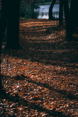 autumn path of leaves in the forest