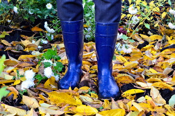 A gardener in bright blue rubber boots stands on bright yellow foliage. Beautiful autumn trash in the garden.