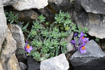 Aufstieg auf das Sonnjoch bei Achenkirch Tirol