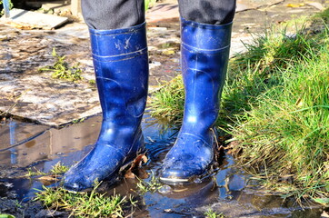 The gardener stands in a puddle in blue rubber boots.  Autumn shoes.  A puddle of water.