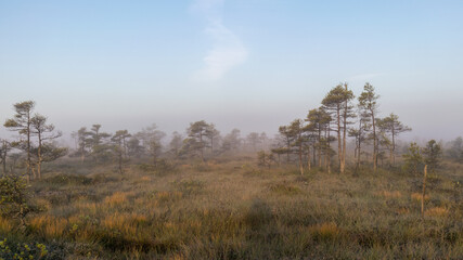 bog landscape in the morning mist, blurred swamp pine contours, bog vegetation, sunrise over the bog