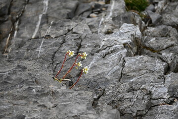 Aufstieg auf das Sonnjoch bei Achenkirch Tirol