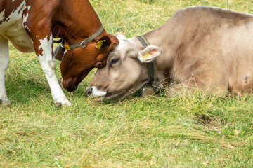 two cows touching their heads in the middle of a meadow of grass