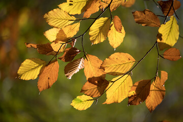 Autumn leaves on the turn
