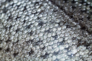fish skin background, silvery scales close up
