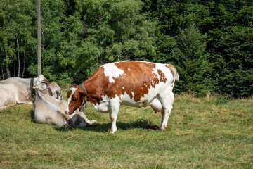 Fototapeta na wymiar cow in the middle of a meadow. Cow with brown / red color and white markings