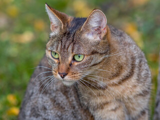 portrait of a grey tiger cat with green eyes